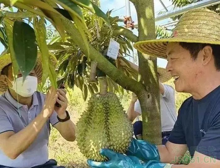 五一后或可实现“榴莲自由” 离10元三斤不远了！