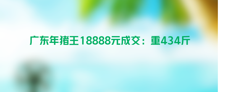 广东年猪王18888元成交：重434斤 多轮激烈竞拍