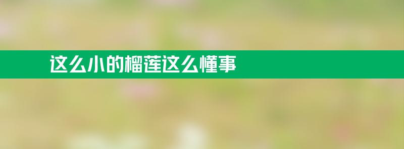 这么小的榴莲却这么懂事 浓缩都是精华