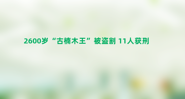 2600岁“古楠木王”被盗割 11人获刑