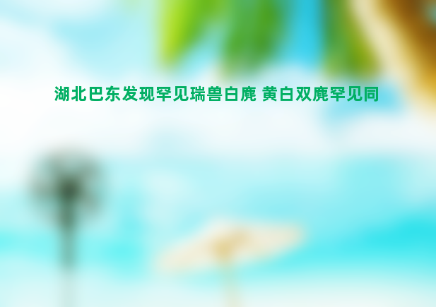 湖北巴东发现罕见瑞兽白麂 黄白双麂罕见同框